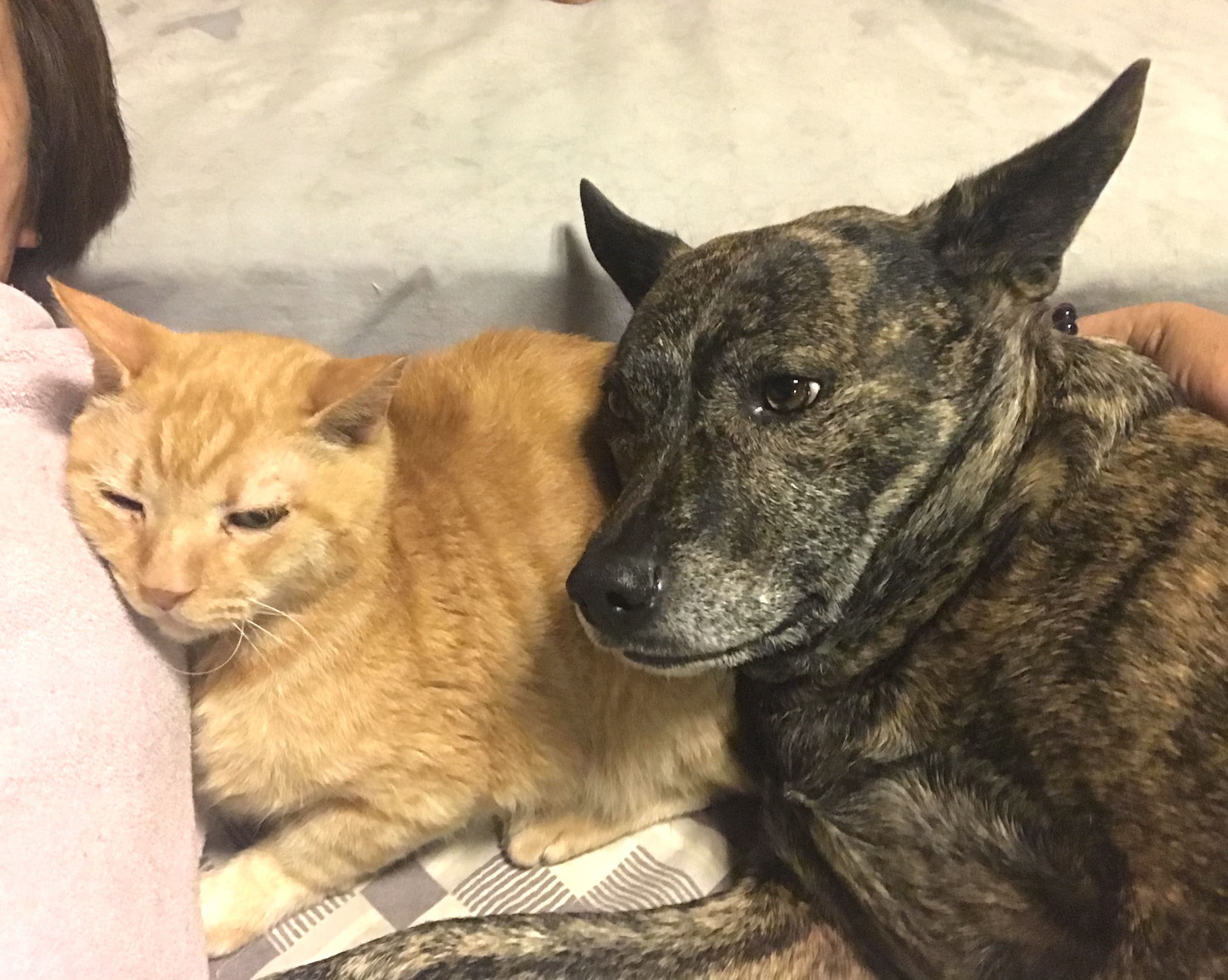 寄り添って眠る茶トラ猫と甲斐犬の写真