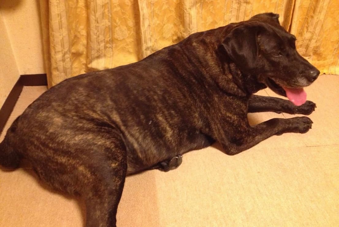 カーペットの上でくつろぐ大型犬の写真