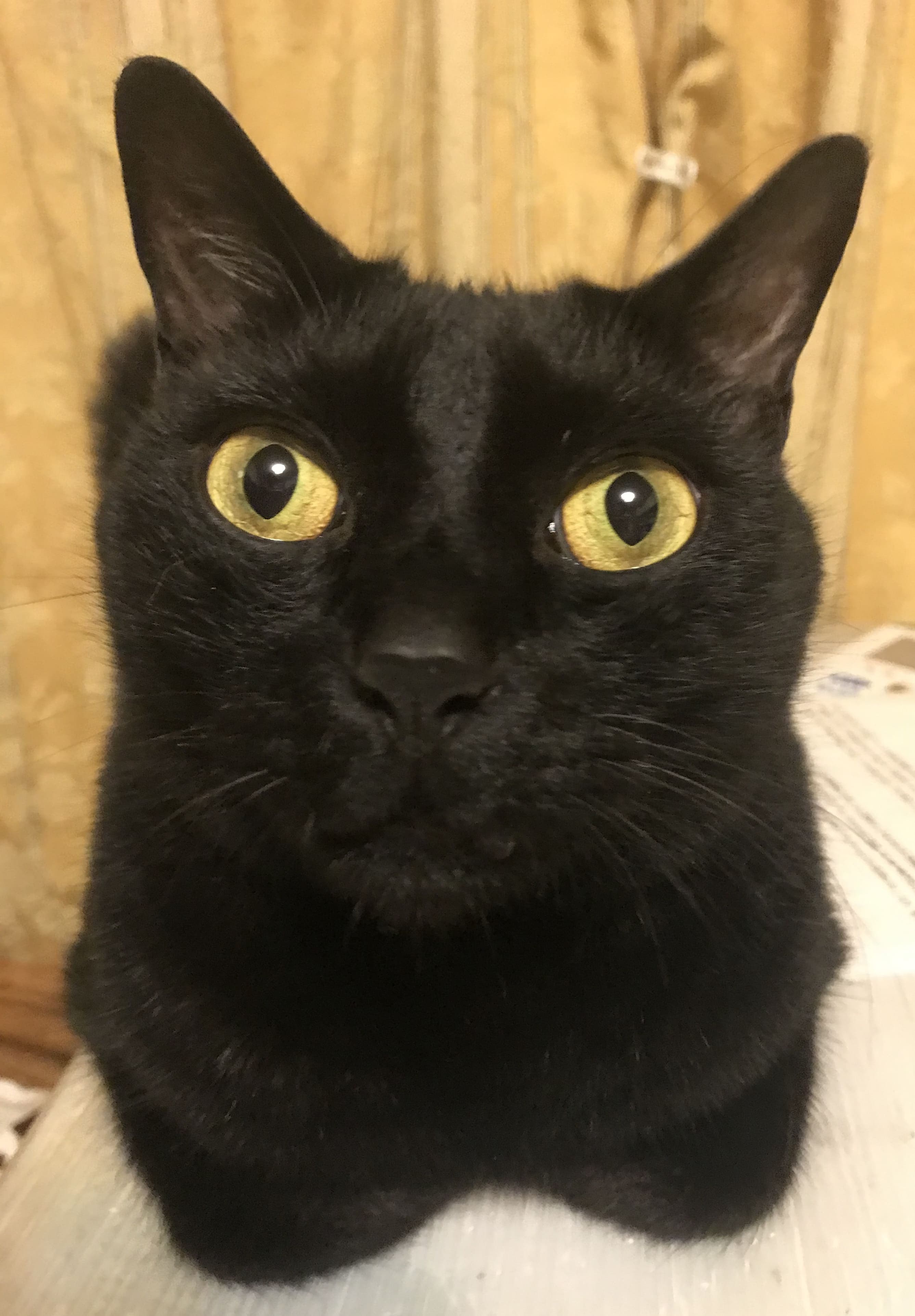 カメラを見つめる黒猫の写真