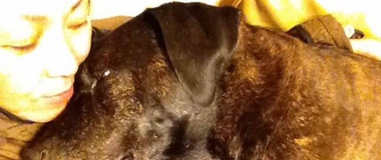 代表の大野さんが大型犬と優しく触れ合っているヒーリングセッションの写真